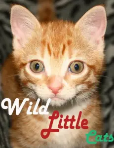 Дикие маленькие кошки (фильм 2017)